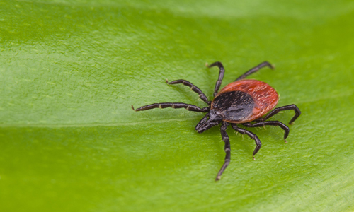 Lyme Disease Month