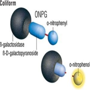 Environmental Bacteriology.