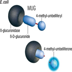 Environmental Bacteriology.