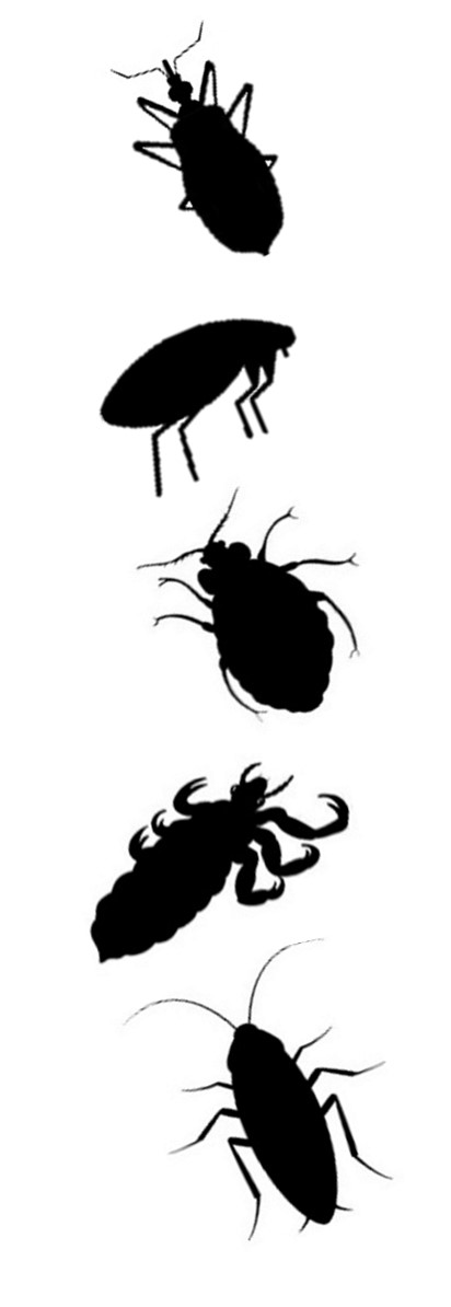 Other Vectors