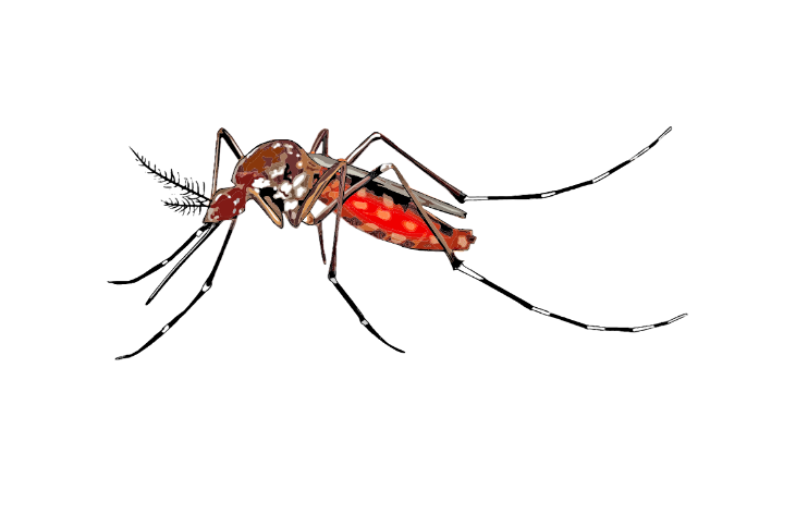 bug