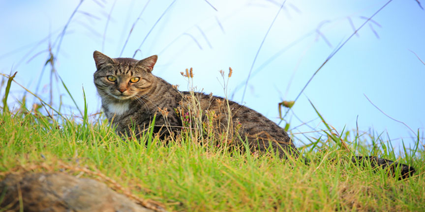 Rabies Exposure Risk Increases As Community Cats And Wildlife Species Known To Transmit The Virus Become More Active Outdoors