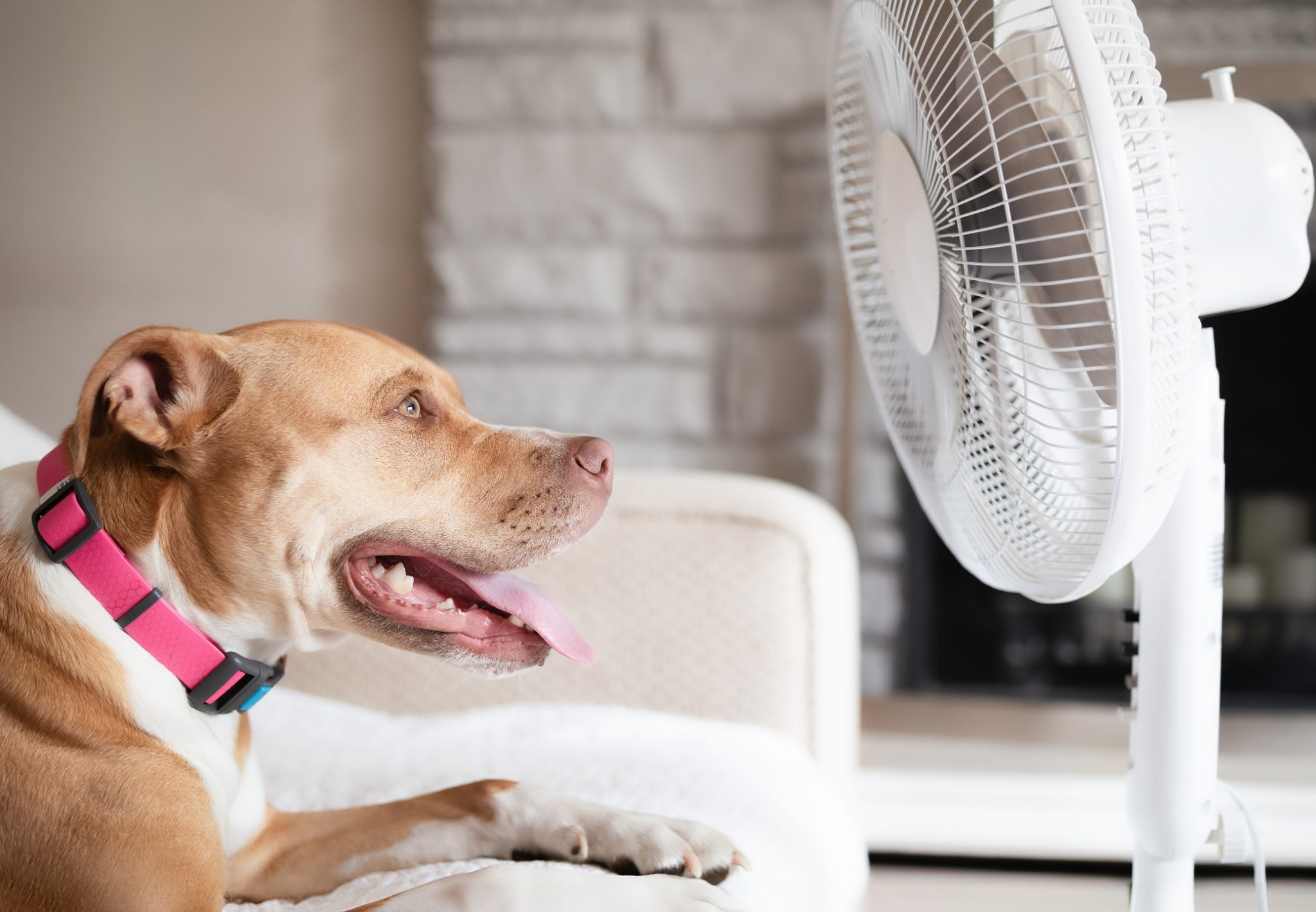 DPH Reminds Residents to Protect Pets During Heat Waves